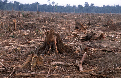 Deforestation in Tesso Nilo, Sumatra