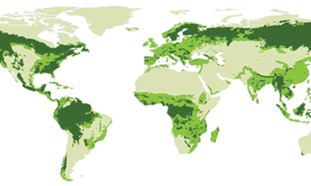 Global Deforestation Graph