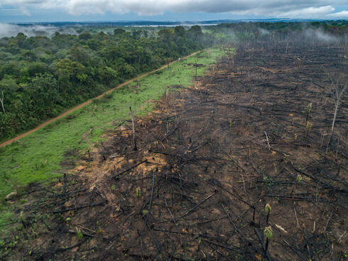 "A vivid green forest landscape on the left and a defined line of smoky brown deforested trees on the right