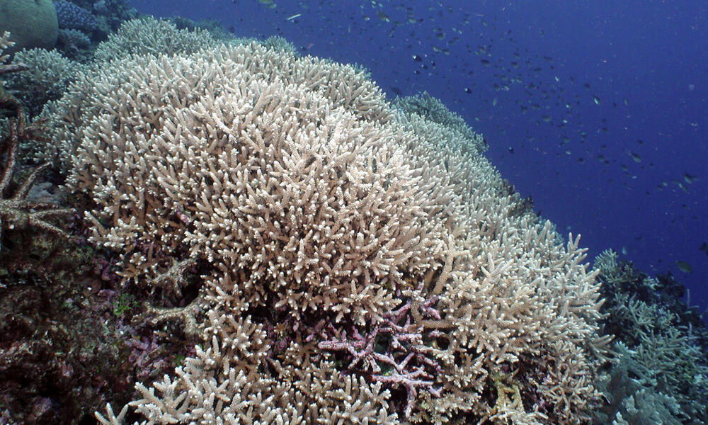 Delicate branching coral colonies