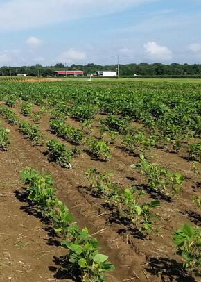 Food crops in the US Delta Region