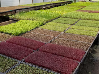 Food crop seedlings 