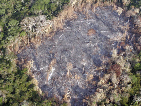 Devastated Amazon forest
