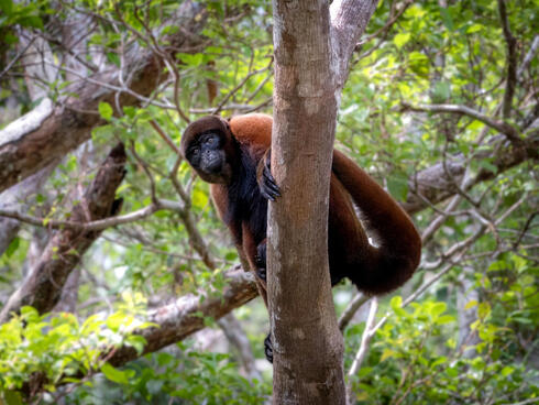 In Peru's rainforest, a closer look reveals abundant treasures ...