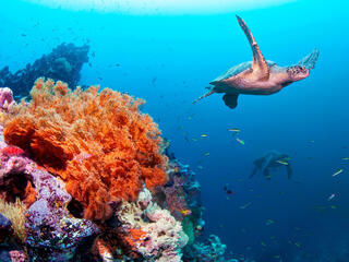 Underwater photo of sea turtle swimming near coral