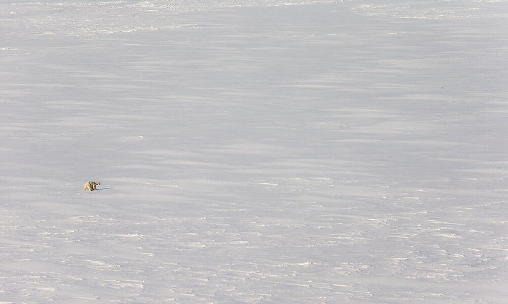 distant polar bear