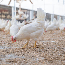 Chickens eating