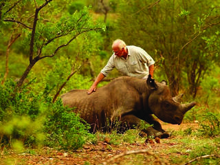 A man touching a black rhino that is waking up after being sedated