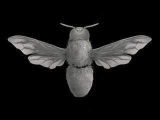 Drone bee, dorsal view