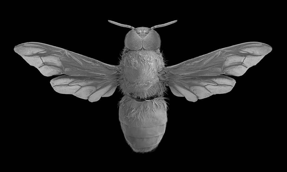 Drone bee, dorsal view