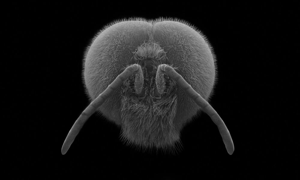 Drone bee, face