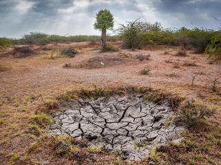 Dry cracked land affected by drought with a sparse tree in the background