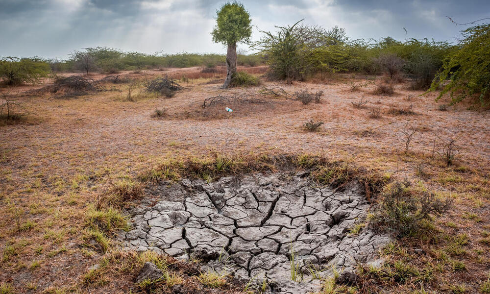 Dry cracked land affected by drought with a sparse tree in the background