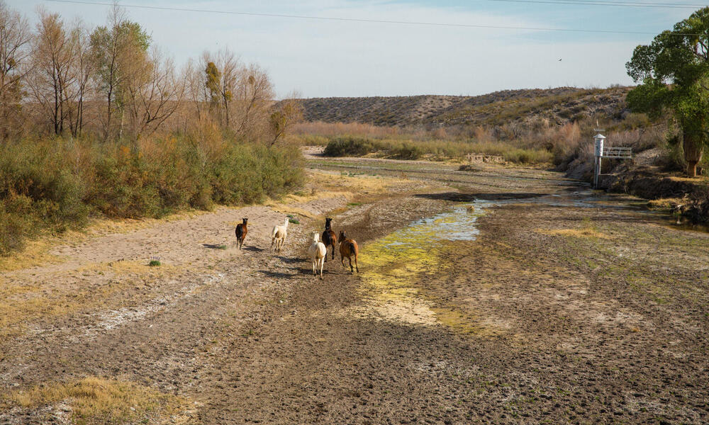 dry riverbed with horses