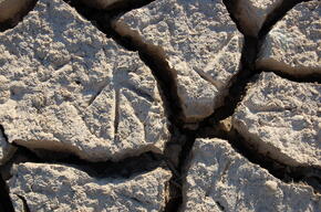 Bird footprints in crackled ground, Spain 