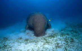 Dugong, Coastal East Africa