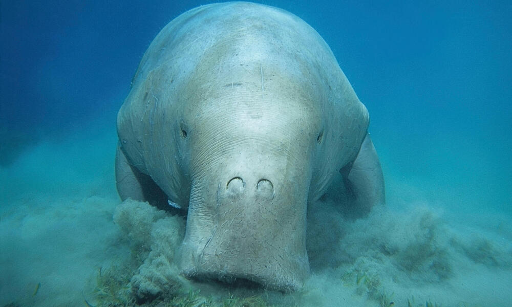 Portrait of dugong underwater