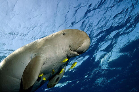 A dugong swimming