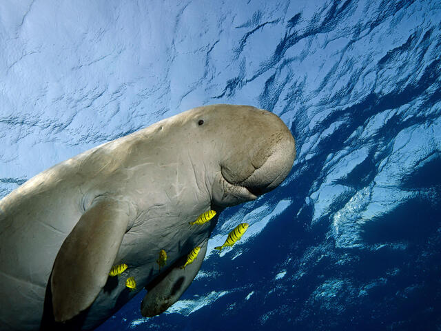 Dugong swimming in the ocean