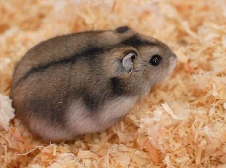 Dwarf hamster on bedding
