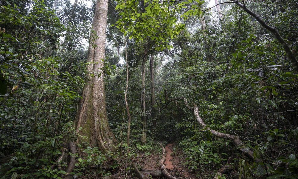 rain forest, Dzanga Sangha, Central African Republic