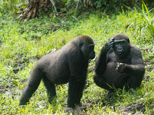 Two juvenile gorilla twins sit in the grass, one has his back to the camera