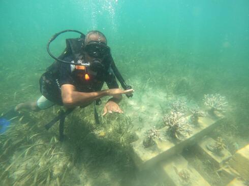 SCUBA diver underwater examining planted coral