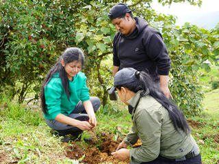 Three people planting a tree seedling
