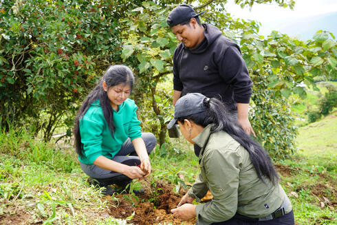 Three people planting a tree seedling