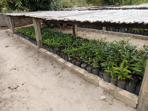Rows of plants in a nursery