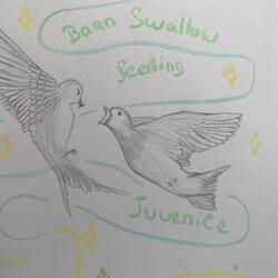 Angéline spent her hours creating wildlife pencil sketches.