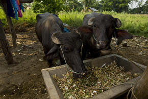 Eastern Himalayas Habitat Loss