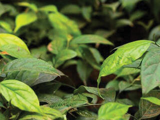 Closeup of green leaves of Ebony plant