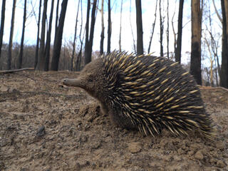 Echidna walks amongst burnt bushland