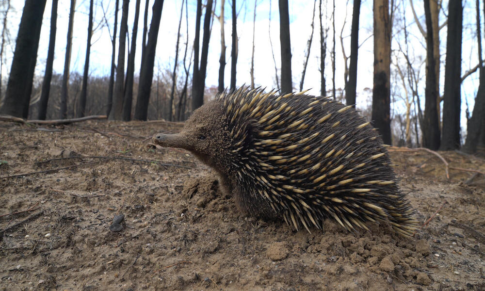 Echidna walks amongst burnt bushland