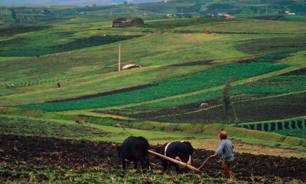Farming in the rich volcanic soil in the Andes Mountains. Near Cayambe, Pichincha, Ecuador