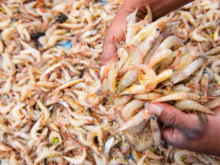 Close up of two hands holding a pile of shrimp photographed over a larger bushel of shrimp.