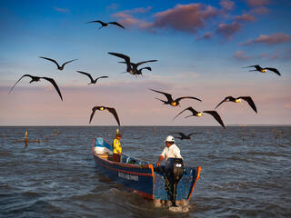 Two men drive out into the ocean in their shrimp fishing boat surrounded by sea birds flying along above them.
