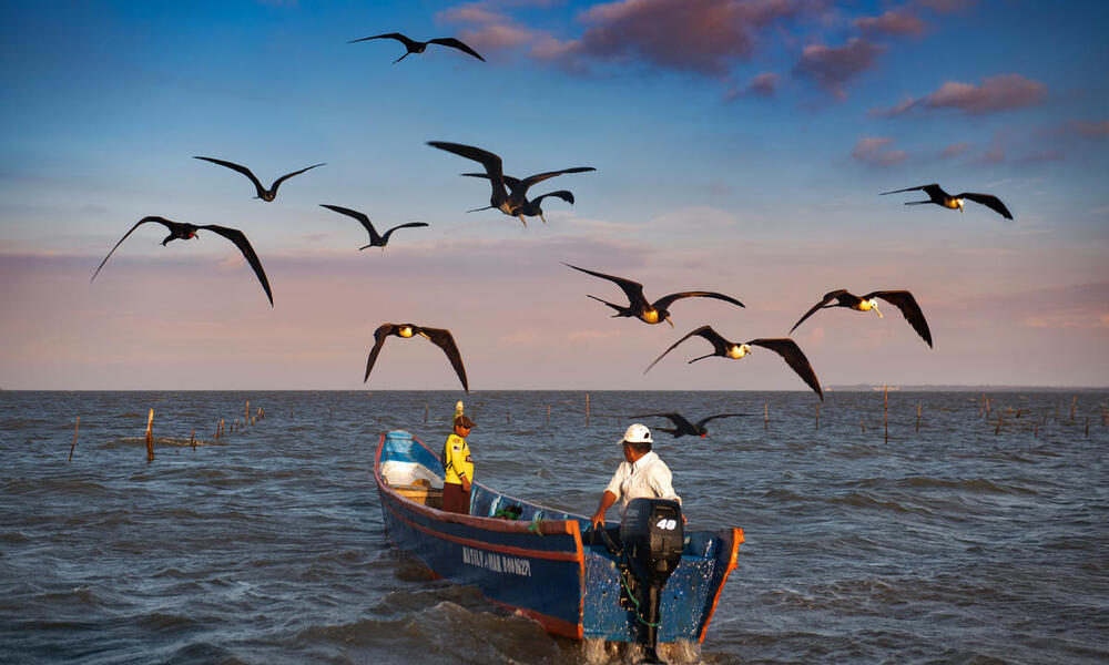 Two men drive out into the ocean in their shrimp fishing boat surrounded by sea birds flying along above them.