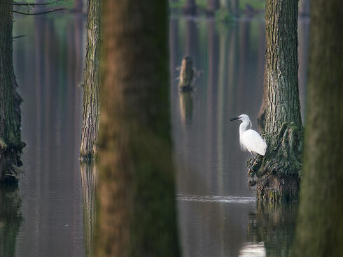 En egret on Dalian Lake