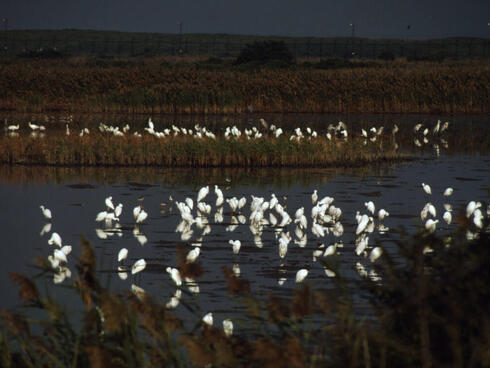 Flocks of egrets and herons rest in  Mai Po Marshes, Hong Kong, Chin