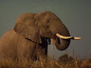 African Savanna Elephant, East Africa
