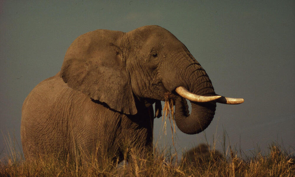 African Savanna Elephant, East Africa