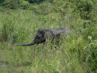 An elephant sticks out its trunk in the grass