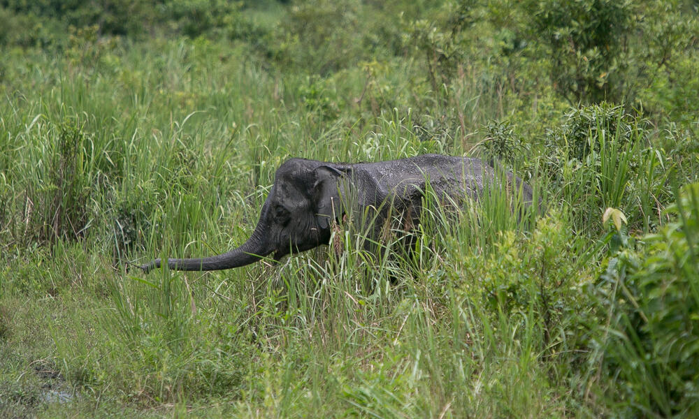 An elephant sticks out its trunk in the grass