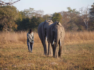 A person carrying a monitor walks behind two elephants.