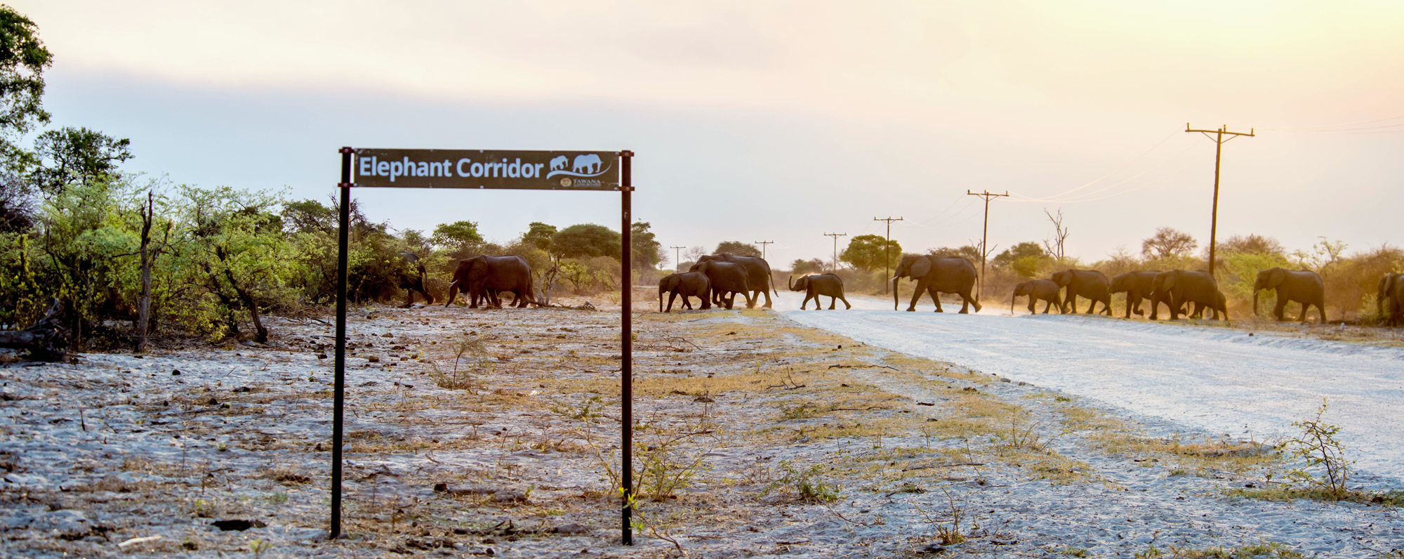 Elephants in single file crossing the road behind a sign