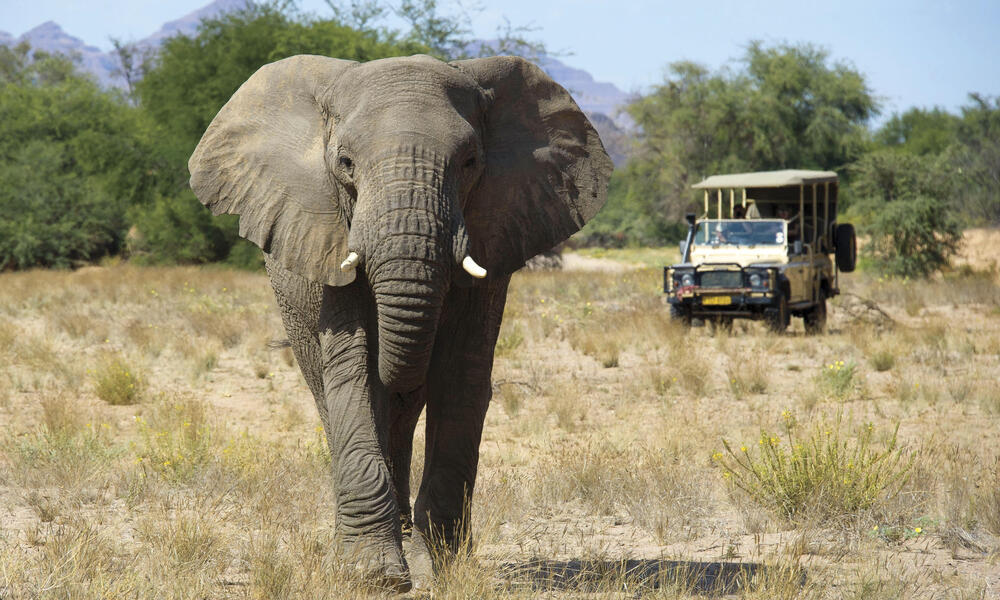 elephant and safari