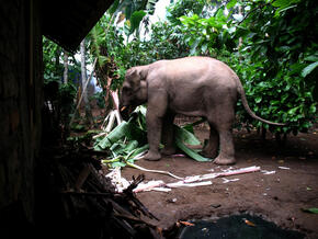 Rare white elephant discovered roaming wild in Burmese jungle