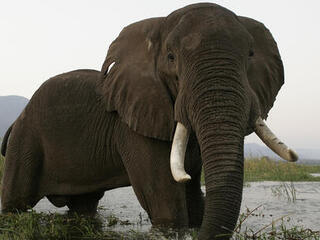 elephant in water